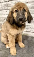 Orange Collar, a female Bernese Mountain Dog and Bernedoodle for sale in Midland, NC – 4 of 7