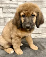 Orange Collar, a female Bernese Mountain Dog and Bernedoodle for sale in Midland, NC – 5 of 7