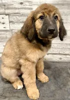 Orange Collar, a female Bernese Mountain Dog and Bernedoodle for sale in Midland, NC – 3 of 7