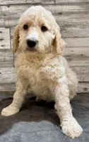 Red Collar, a male Bernedoodle for sale in Midland, NC – 5 of 5