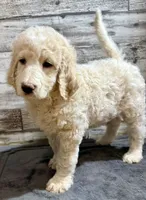 Yellow collar, a female Bernedoodle for sale in Midland, NC – 2 of 5