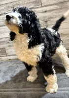 White Collar, a male Bernedoodle for sale in Midland, NC – 7 of 7
