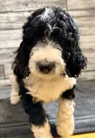 White Collar, a male Bernedoodle for sale in Midland, NC – 3 of 7