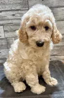 Black collar, a male Bernedoodle for sale in Midland, NC – 1 of 7