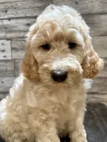 Black collar, a male Bernedoodle for sale in Midland, NC – 2 of 7