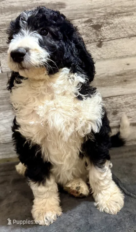 White Collar – Bernedoodle puppy for sale in Midland, NC