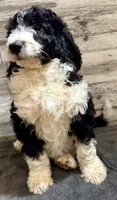 White Collar, a male Bernedoodle for sale in Midland, NC – 1 of 7