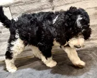 White Collar, a male Bernedoodle for sale in Midland, NC – 2 of 7