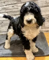 White Collar, a male Bernedoodle for sale in Midland, NC – 5 of 7