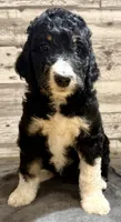 Pink collar, a female Bernedoodle for sale in Midland, NC – 4 of 6