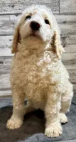 Yellow collar, a female Bernedoodle for sale in Midland, NC – 4 of 5