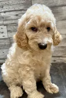 Black collar, a male Bernedoodle for sale in Midland, NC – 4 of 7