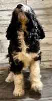 Blue Collar, a male Bernedoodle for sale in Midland, NC – 1 of 4
