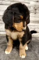 Yellow Collar, a female Bernese Mountain Dog and Bernedoodle for sale in Midland, NC – 3 of 10
