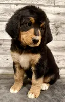 Yellow Collar, a female Bernese Mountain Dog and Bernedoodle for sale in Midland, NC – 6 of 10