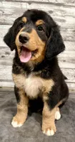 Yellow Collar, a female Bernese Mountain Dog and Bernedoodle for sale in Midland, NC – 2 of 10