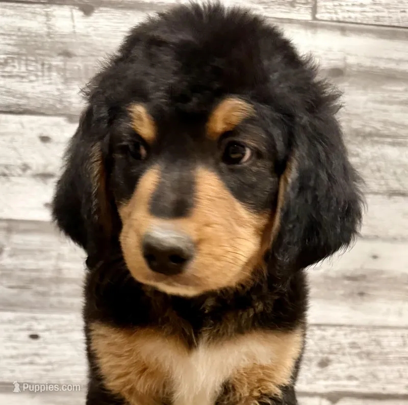 Yellow Collar – Bernese Mountain Dog, Bernedoodle puppy for sale in Midland, NC