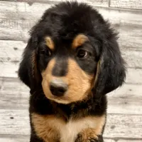 Yellow Collar, a female Bernese Mountain Dog and Bernedoodle for sale in Midland, NC – 1 of 10