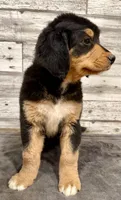 Yellow Collar, a female Bernese Mountain Dog and Bernedoodle for sale in Midland, NC – 9 of 10