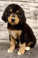 Yellow Collar, a female Bernese Mountain Dog and Bernedoodle for sale in Midland, NC – 5 of 10