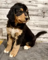 Yellow Collar, a female Bernese Mountain Dog and Bernedoodle for sale in Midland, NC – 7 of 10