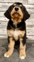 Yellow Collar, a female Bernese Mountain Dog and Bernedoodle for sale in Midland, NC – 8 of 10