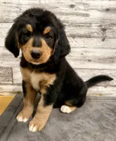 Yellow Collar, a female Bernese Mountain Dog and Bernedoodle for sale in Midland, NC – 4 of 10