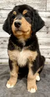 Yellow Collar, a female Bernese Mountain Dog and Bernedoodle for sale in Midland, NC – 10 of 10