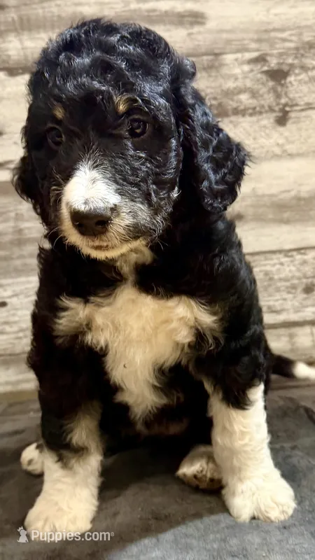 Pink collar – Bernedoodle puppy for sale in Midland, NC