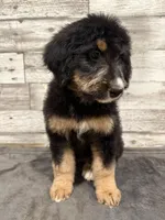 Green Collar, a female Bernese Mountain Dog and Bernedoodle for sale in Midland, NC – 6 of 7