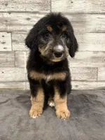 Green Collar, a female Bernese Mountain Dog and Bernedoodle for sale in Midland, NC – 5 of 7