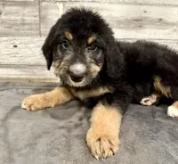 Green Collar, a female Bernese Mountain Dog and Bernedoodle for sale in Midland, NC – 4 of 7