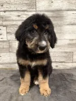 Green Collar, a female Bernese Mountain Dog and Bernedoodle for sale in Midland, NC – 7 of 7