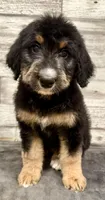 Green Collar, a female Bernese Mountain Dog and Bernedoodle for sale in Midland, NC – 2 of 7