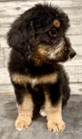 Green Collar, a female Bernese Mountain Dog and Bernedoodle for sale in Midland, NC – 3 of 7