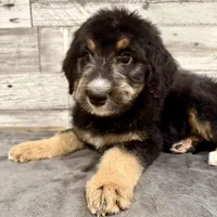 Green Collar, a female Bernese Mountain Dog and Bernedoodle for sale in Midland, NC – 1 of 7