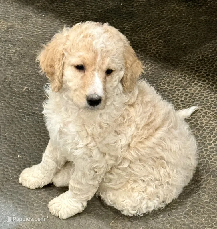 Yellow collar – Bernedoodle puppy for sale in Midland, NC