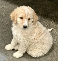 Yellow collar, a female Bernedoodle for sale in Midland, NC – 1 of 5