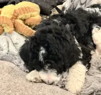 White Collar, a male Bernedoodle for sale in Midland, NC – 4 of 7