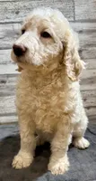 Yellow collar, a female Bernedoodle for sale in Midland, NC – 5 of 5