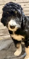 Pink collar, a female Bernedoodle for sale in Midland, NC – 5 of 6