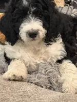 White Collar, a male Bernedoodle for sale in Midland, NC – 6 of 7