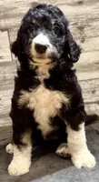 Pink collar, a female Bernedoodle for sale in Midland, NC – 2 of 6