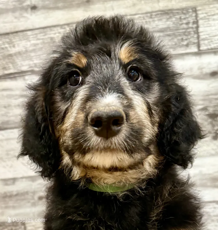 Green Collar – Bernese Mountain Dog, Bernedoodle puppy for sale in Midland, NC