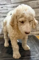 Yellow collar, a female Bernedoodle for sale in Midland, NC – 3 of 5