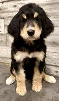 Purple Collar, a female Bernese Mountain Dog and Bernedoodle for sale in Midland, NC – 3 of 7