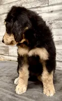 Purple Collar, a female Bernese Mountain Dog and Bernedoodle for sale in Midland, NC – 7 of 7