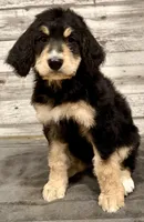 Purple Collar, a female Bernese Mountain Dog and Bernedoodle for sale in Midland, NC – 6 of 7