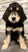 Purple Collar, a female Bernese Mountain Dog and Bernedoodle for sale in Midland, NC – 4 of 7
