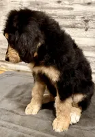 Purple Collar, a female Bernese Mountain Dog and Bernedoodle for sale in Midland, NC – 5 of 7